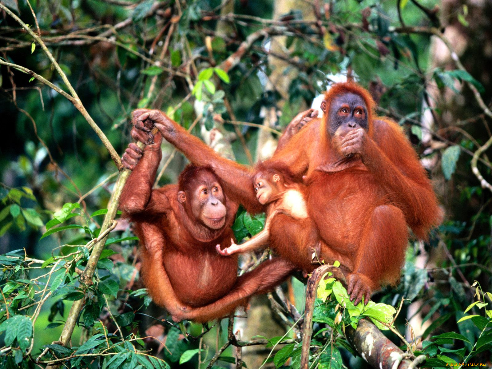 Факты о обезьянах орангутан
